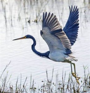 Heron with wings outstretched