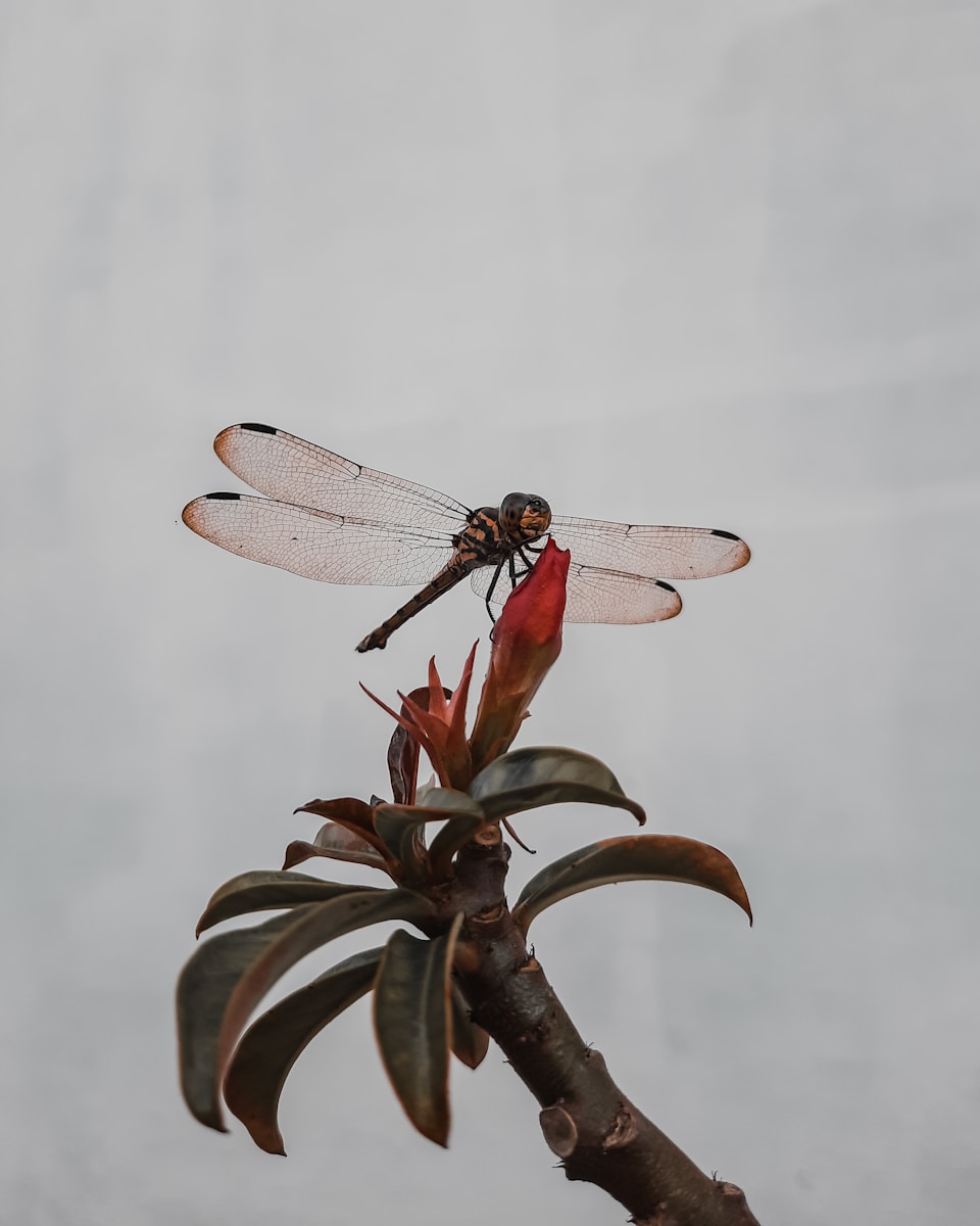 Embracing Authenticity Through Post Traumatic Growth